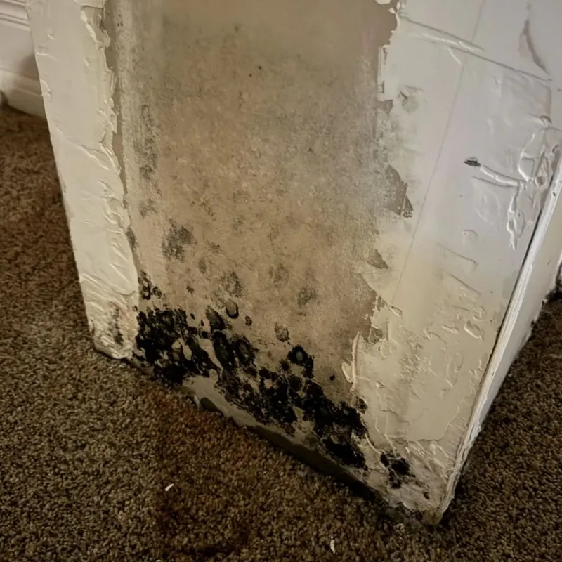 Professional Mold Removal in Coffey County, KS